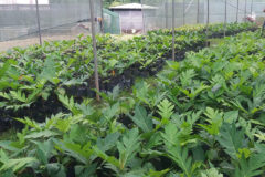 Breadfruit Plants