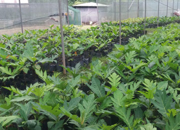 Breadfruit Plants