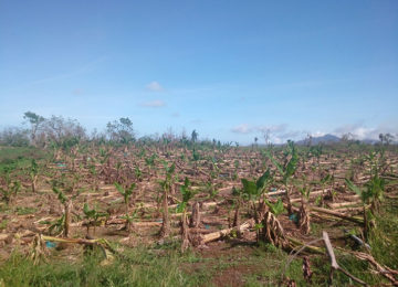 Dominica Need Immediate Food Production