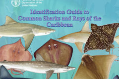 Experts Work Towards Plan of Action for Sharks and Rays