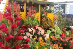 Grenada Wins 14th GOLD MEDAL at RHS Chelsea Flower Show