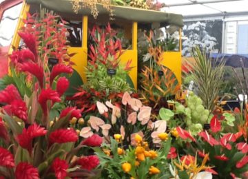 Grenada Wins 14th GOLD MEDAL at RHS Chelsea Flower Show