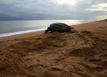 SPECTO: Turtle Season is Closed!