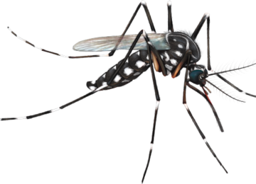 aedes