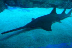 Caribbean Countries Agree to Protect Endangered Largetooth Sawfish