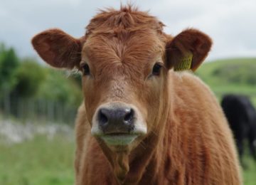 Cow
