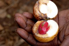 Prime Minister Affirms That Proposed Merger of Cocoa and Nutmeg Associations is Intended to Empower Farmers