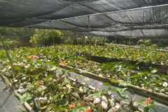 Grenada Floriculture Cluster Beings Horticulture Training