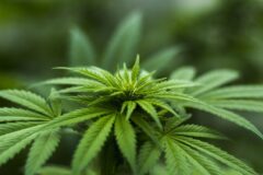 herb-Cannabis Weed