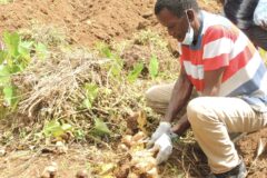 Farmers Trained in Best Practices for Yam Cultivation