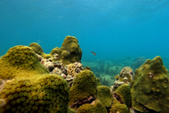 Developing Skills in Global Standards for Coral Reef Monitoring for Montserrat
