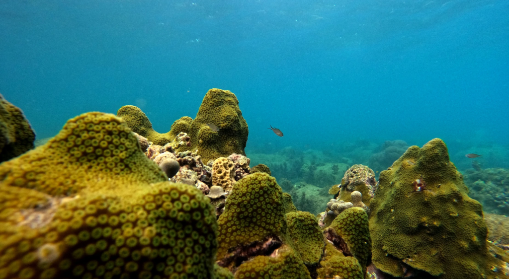 Developing Skills In Global Standards For Coral Reef Monitoring For ...