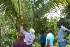 St Lucia moves to improve its coconut production