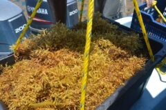 Sargassum sampling for testing off the coast of Belize in 2021.