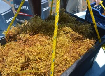 Sargassum sampling for testing off the coast of Belize in 2021.