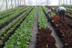 St Kitts and Nevis take steps to substitute lettuce and sweet pepper imports