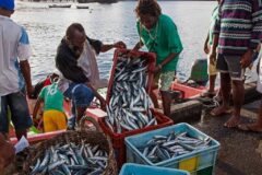 CAF, FAO, and CRFM partner on new Regional GEF Funded Blue Economy Project to strengthen Marine Biodiversity and Fisheries resilience in the Caribbean