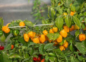 St Vincent and the Grenadines accelerates efforts to grow its Hot Pepper Industry