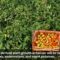 Field trials on the horizon for Sargassum-derived fertilizer