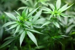Newly Appointed Cannabis Working Committee Announces Progress Towards a Policy Stance for Grenada’s Cannabis Industry