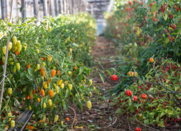 St Vincent and the Grenadines looks to fire up its hot pepper sector