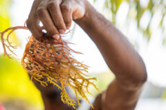 Nurturing the nature island’s sea moss industry